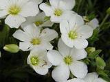 Arenaria montana
