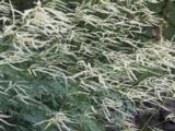 Aruncus 'Horatio'