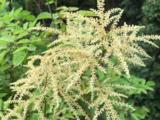 Aruncus dioicus 'Kneiffii'