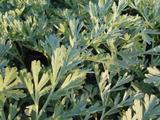 Artemisia absinthium 'Lambrook Silver'