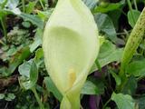 Arum maculatum