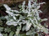 Arum italicum 'Marmoratum'