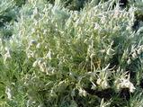 Artemisia schmidtiana 'Nana'