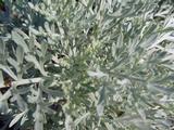 Artemisia 'Powis Castle'