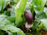 Arisarum proboscideum