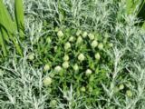 Artemisia ludoviciana 'Silver Queen'