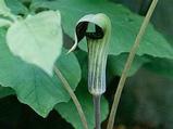 Arisaema triphyllum