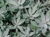 Artemisia ludoviciana 'Valerie Finnis'