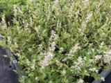 Artemisia lactiflora 'Weisse Dame'