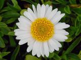 Aster alpinus 'Albus'