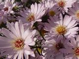 Aster 'Anja's Choice' (Universum-Group)