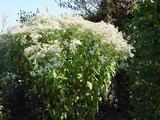 Aster glehnii 'Agleni'