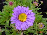 Aster alpinus