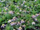 Aster ageratoides 'Adustus Nanus'
