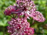 Astrantia major 'Abbey Road' PBR