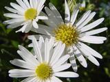 Aster ageratoides 'Ashvi'