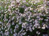 Aster ageratoides 'Asran'