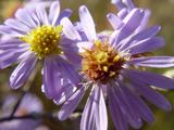Aster laevis 'Anneke Van der Jeugd' [J.S.]