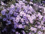 Aster azureus (=oolentegiensis)