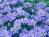 Aster amellus 'Blue King'