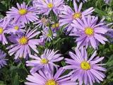 Aster amellus 'Blütendecke'