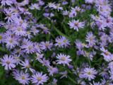 Aster cordifolius 'Blütenregen'