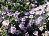 Aster ericoides 'Blue Star'