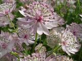 Astrantia 'Buckland'