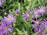 Aster amellus 'Butzemann'