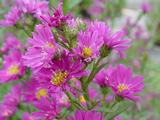 Aster 'Carmen'