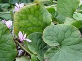 Asarum caudatum