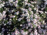 Aster lateriflorus 'Chloe'