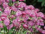 Astrantia major 'Claret'
