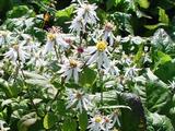 Aster divaricatus