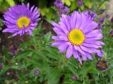 Aster alpinus 'Dunkle Schöne'