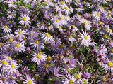 Aster 'Eleven Purple' PBR [J.S.]