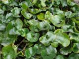 Asarum europaeum