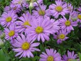 Aster frikartii (x) 'Flora's Delight'