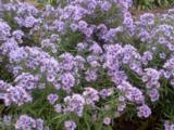 Aster amethystinus (x) 'Freiburg'