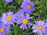 Aster alpinus 'Goliath'