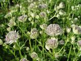 Astrantia gracilis