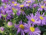 Aster amellus 'Gründer'
