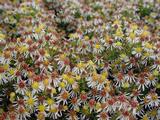 Aster ericoides 'Golden Spray'