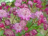 Astrantia 'Hadspen Blood'
