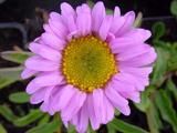 Aster alpinus 'Happy End'
