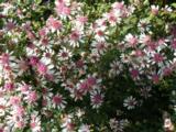 Aster lateriflorus 'Horizontalis'