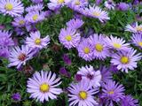 Aster 'Herbstpurzel' (Dumosus-Group)
