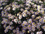 Aster ageratoides 'Harry Schmidt'