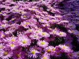 Aster 'Herbstgr. v. Bresserhof' (Dumosus-Group)