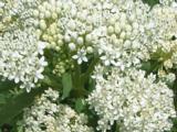 Asclepias incarnata 'Ice Ballet'